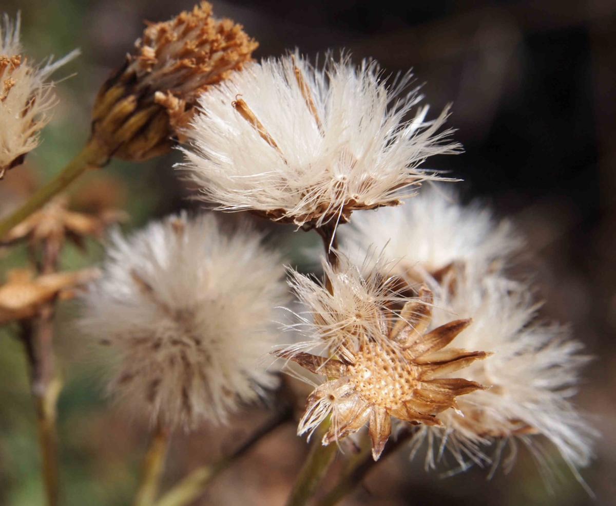 Ragwort fruit